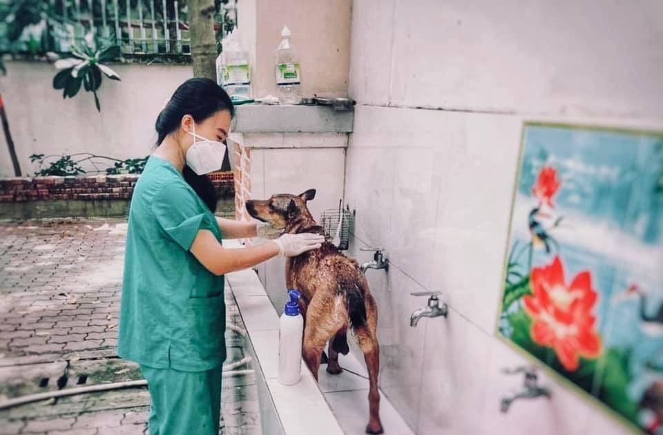 Xuân Thuyên vừa hỗ trợ đội ngũ y bác sĩ, vừa giúp đỡ, chăm sóc thú cưng của bệnh nhân