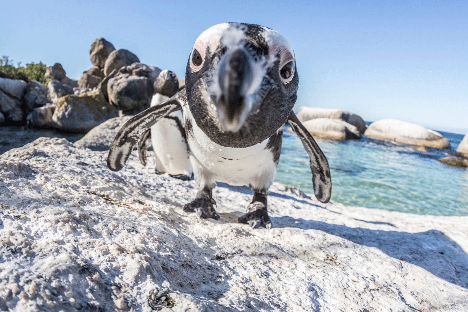Chim cánh cụt ở bãi biển Boulders khiến du khách yêu thích ghé thăm